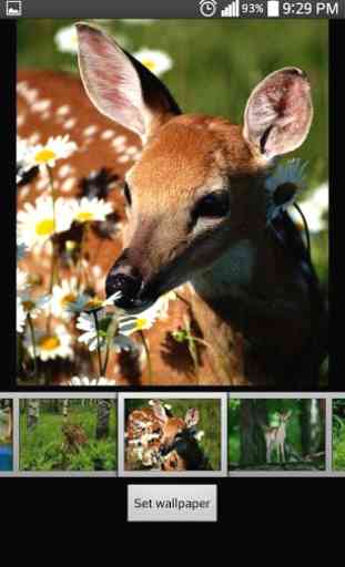 Deer Live HD Wallpapers 4