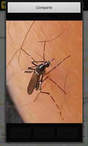 Mosquito Alert 3