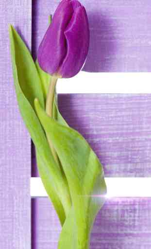 Porpori Tulipani Sfondo 1