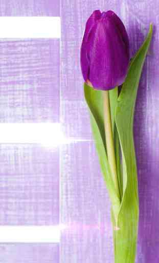Porpori Tulipani Sfondo 3