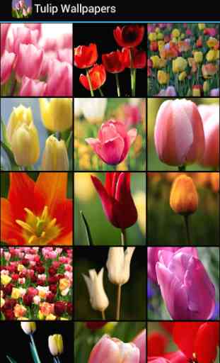 Tulip Wallpapers 1