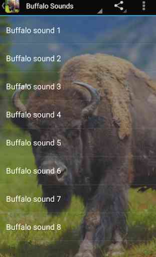 Buffalo Sounds 2