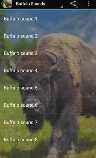 Buffalo Sounds 3