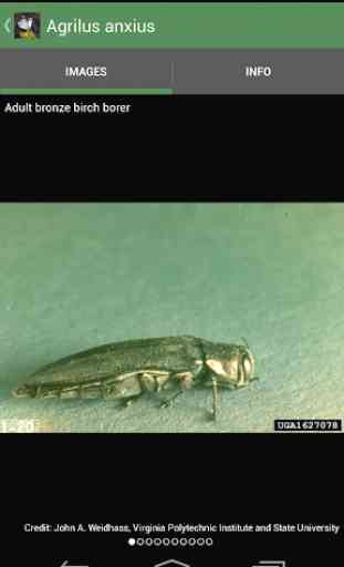 Forest Insect Pests 3