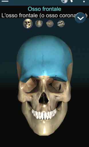 Ossa umano 3D (anatomia) 1