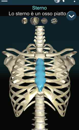 Ossa umano 3D (anatomia) 2