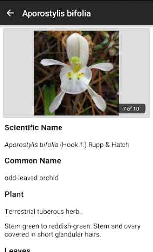 NZ Orchid Key 4