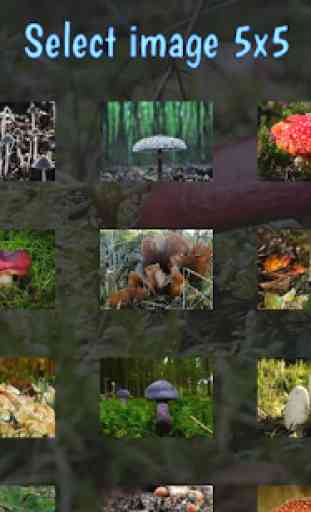 Tile Puzzles · Mushrooms 1