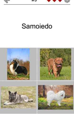 Cani - Il foto-quiz e lista 2