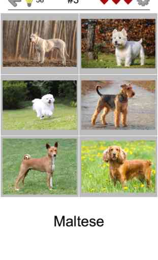 Cani - Il foto-quiz e lista 4