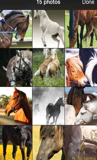 99 Wallpaper.s - Bellissimi Sfondi, Sfondi e Immagini di Cavalli, Pony e Animali Domestici 2