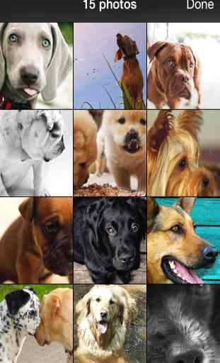 99 Wallpaper.s Sfondi di Cani e Cuccioli Per il Tuo Cellulare 2