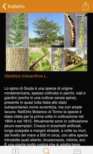 Conoscere e riconoscere gli alberi dell’Orto Botanico di Torino 4
