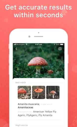 Picture Mushroom - Mushroom ID 2