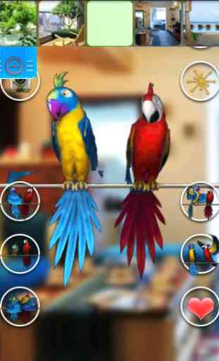Talking Parrot Coppia gratuita 1