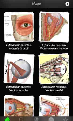 Human Muscles Info 4