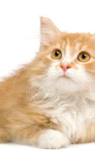 Immagini animali carino: Cuccioli e gattini 2