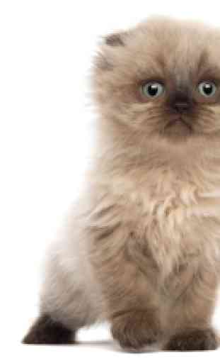 Immagini animali carino: Cuccioli e gattini 4