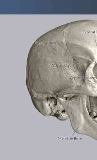 3D Skull Atlas 1