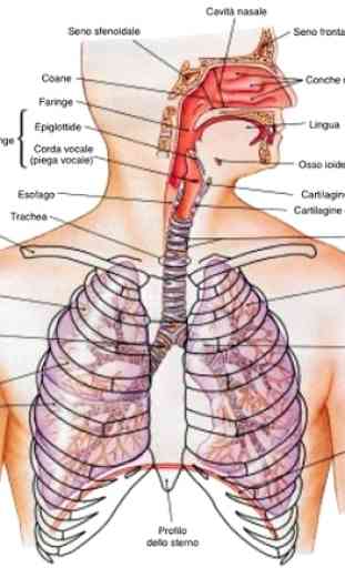 Anatomia umana 4