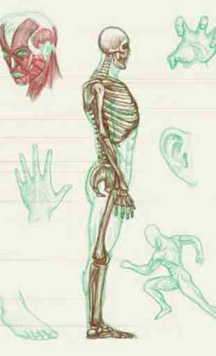 Anatomia umana 1
