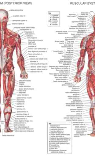 Anatomia umana 2