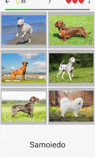 Cani - Foto-quiz sulle razze canine popolari 1
