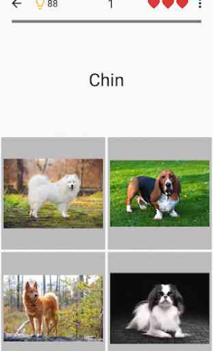 Cani - Foto-quiz sulle razze canine popolari 4