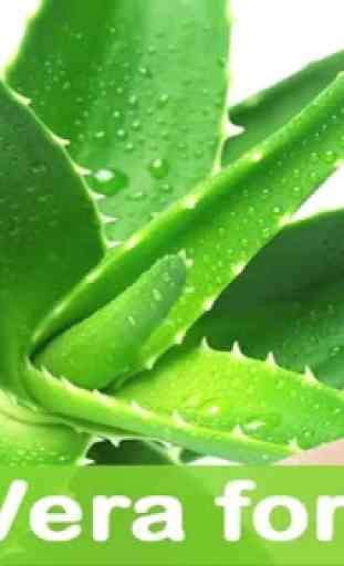 Health Benefits of Aloe Vera 4