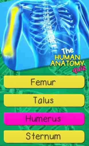 Quiz Anatomia Umana – Il Corpo Umano Anatomia 1