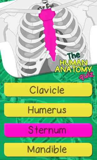 Quiz Anatomia Umana – Il Corpo Umano Anatomia 4