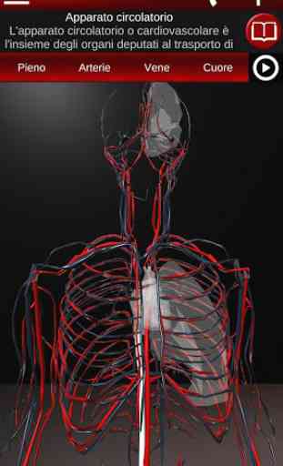 Sistema circolatorio in 3D (anatomia) 1