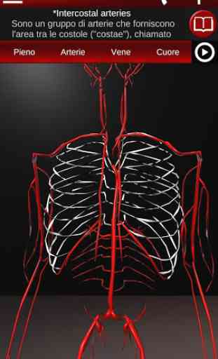 Sistema circolatorio in 3D (anatomia) 2