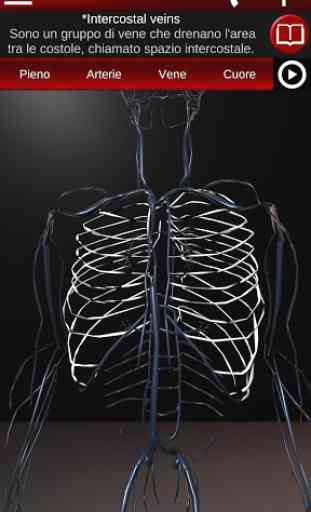 Sistema circolatorio in 3D (anatomia) 3