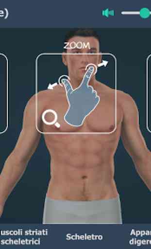Corpo umano (maschile), 3D educativo 1