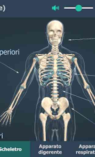 Corpo umano (maschile), 3D educativo 3