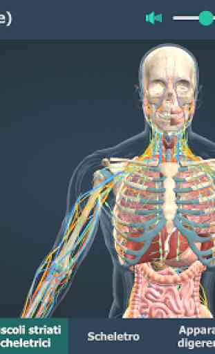 Corpo umano (maschile), 3D educativo 4