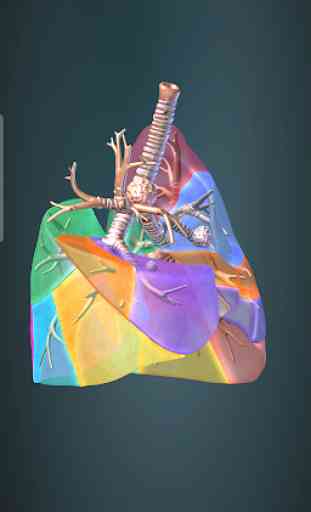 Surgical Anatomy of the Lung 3