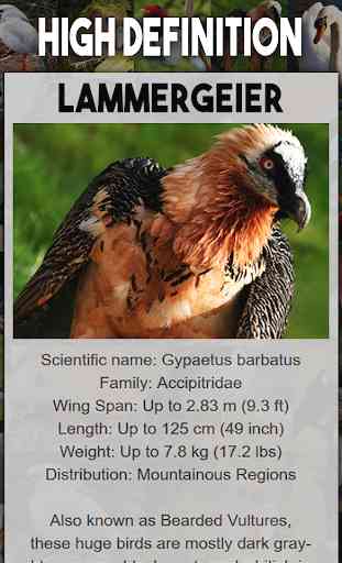 Bird Encyclopedia 4