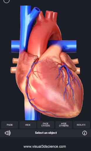 Heart Anatomy Pro. 1