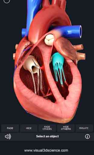 Heart Anatomy Pro. 2