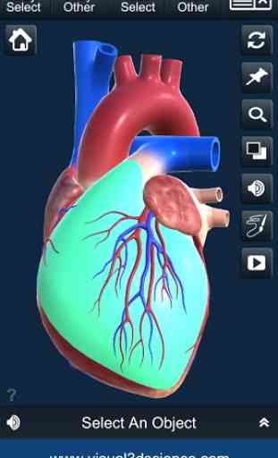 My Heart Anatomy 3