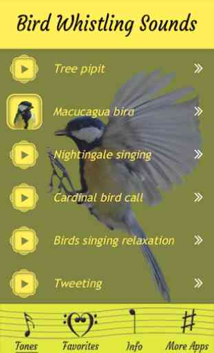 Uccelli fischio suoni 3