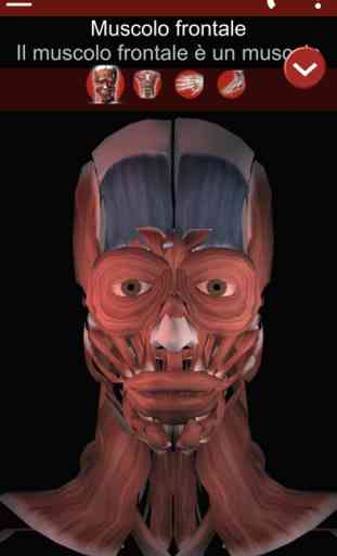 Muscoloso sistema 3D Anatomia 1