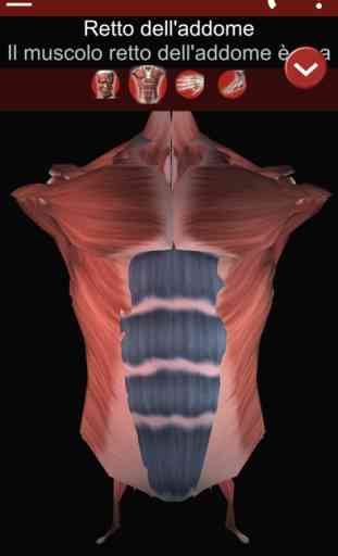 Muscoloso sistema 3D Anatomia 2
