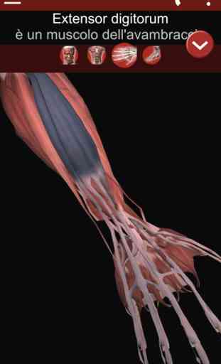 Muscoloso sistema 3D Anatomia 3