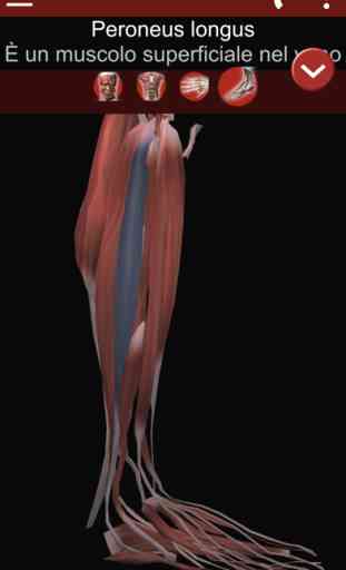 Muscoloso sistema 3D Anatomia 4