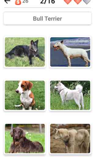 Razze di cani - Quiz su tutti i cani del mondo 3