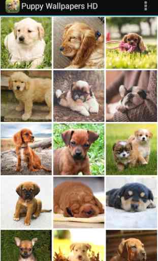 Puppy Wallpapers HD 1