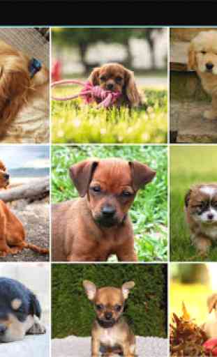 Puppy Wallpapers HD 4